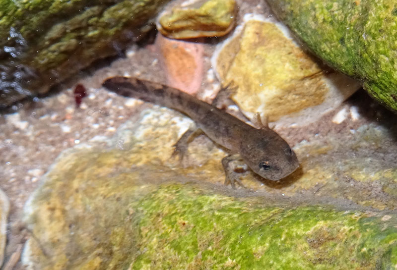 Salamandra salamandra, larva